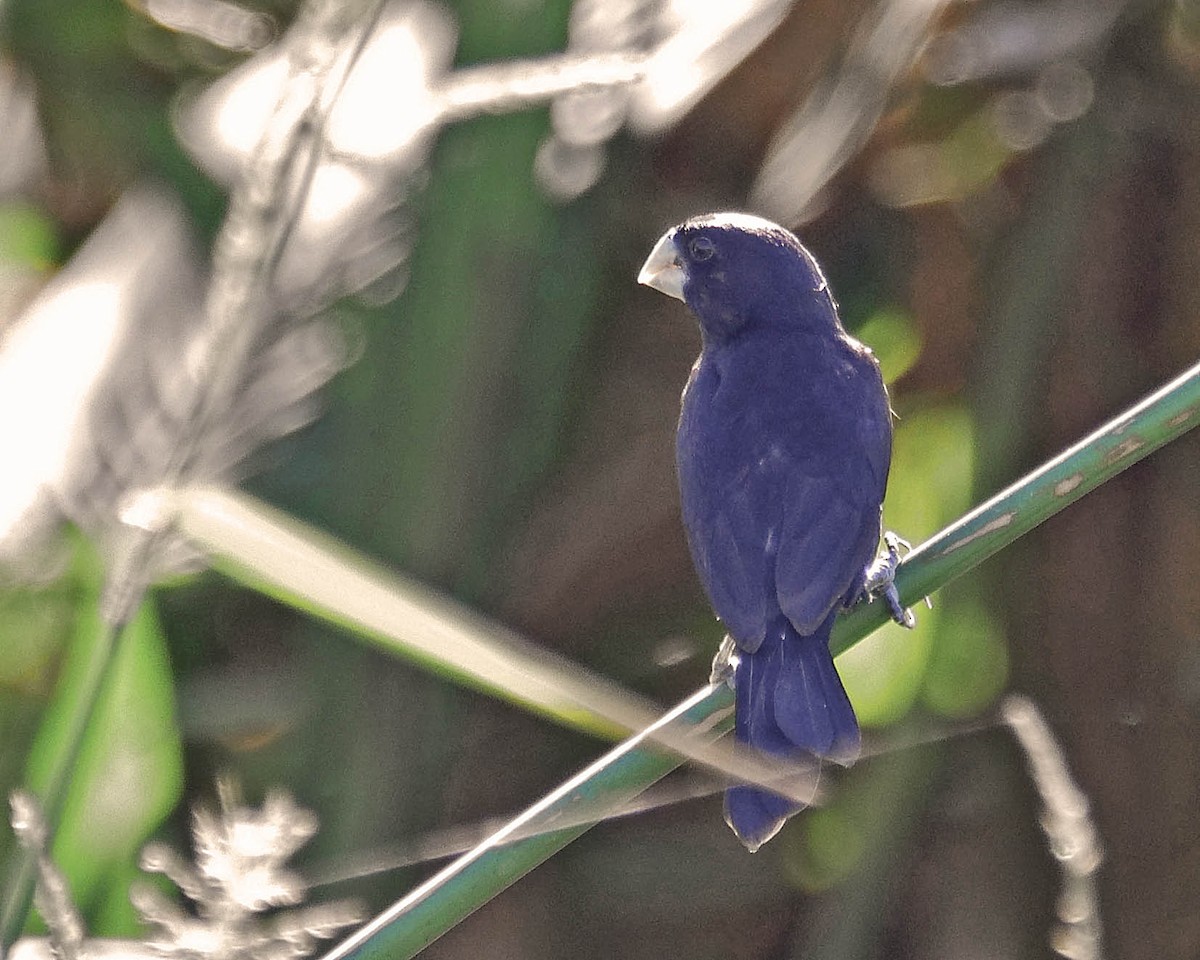 Large-billed Seed-Finch - ML205824061