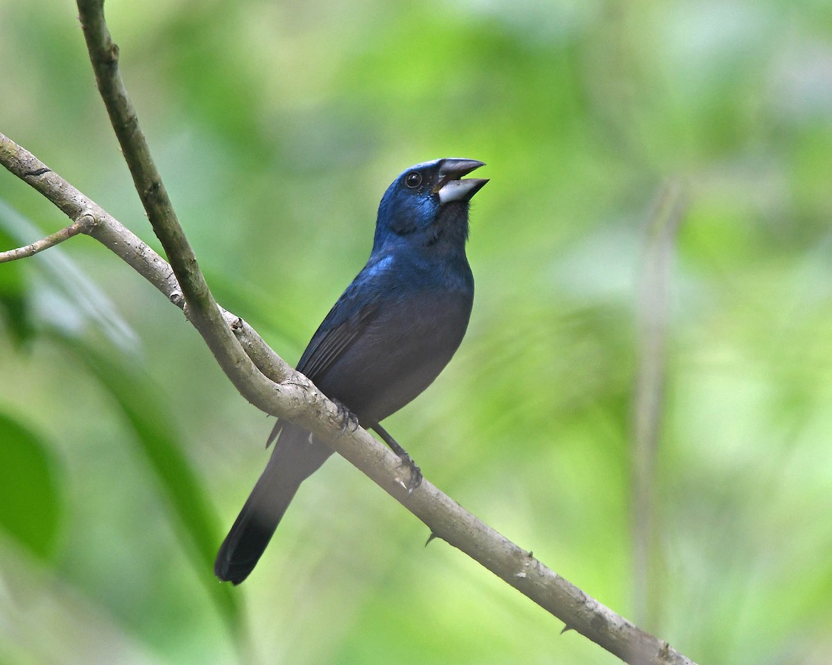 Amazonian Grosbeak - ML205824111