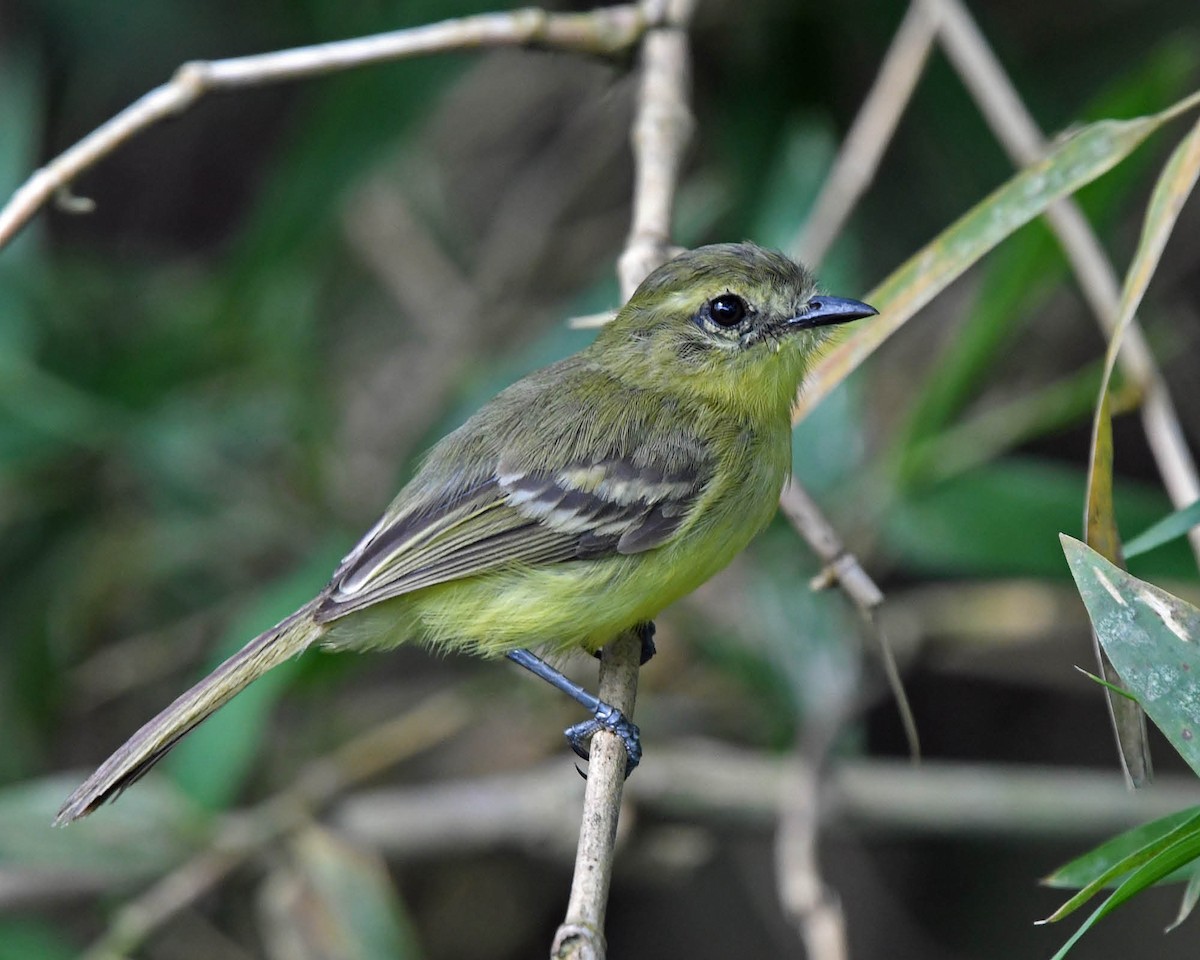 Yellow Tyrannulet - Tini & Jacob Wijpkema