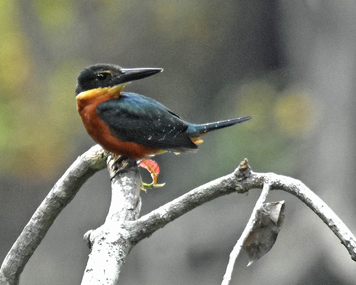 Green-and-rufous Kingfisher - ML205824411