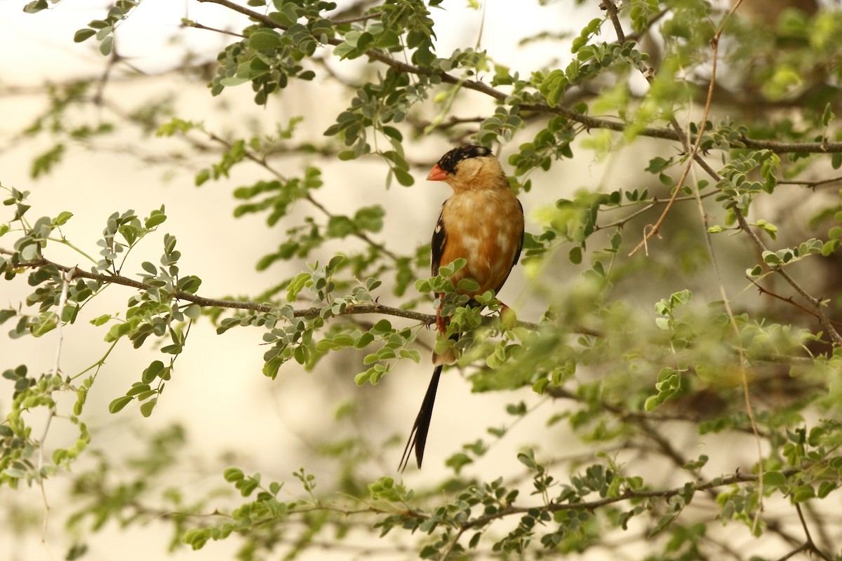 Shaft-tailed Whydah - Loutjie Steenberg