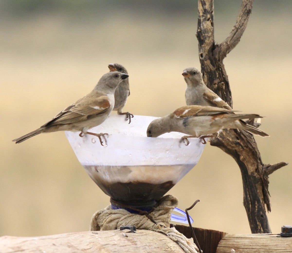 Southern Gray-headed Sparrow - ML205824551