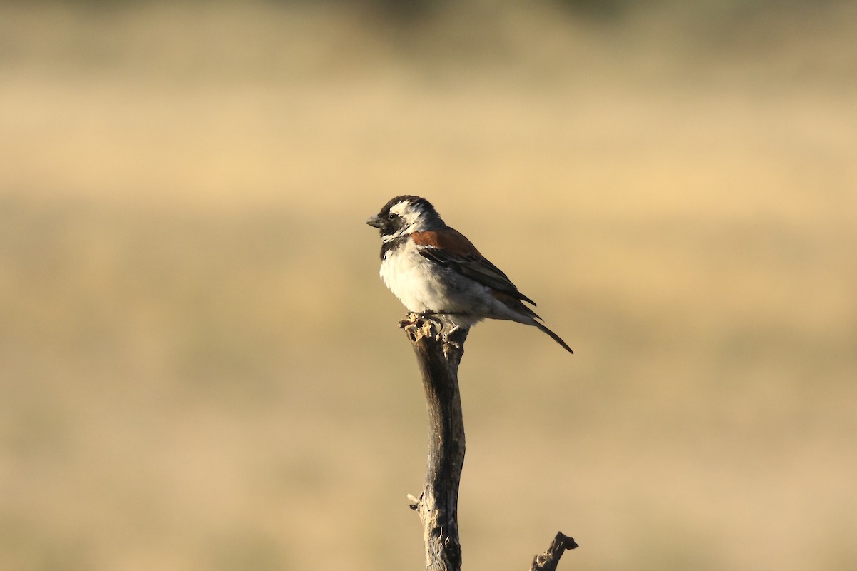 Cape Sparrow - ML205824561