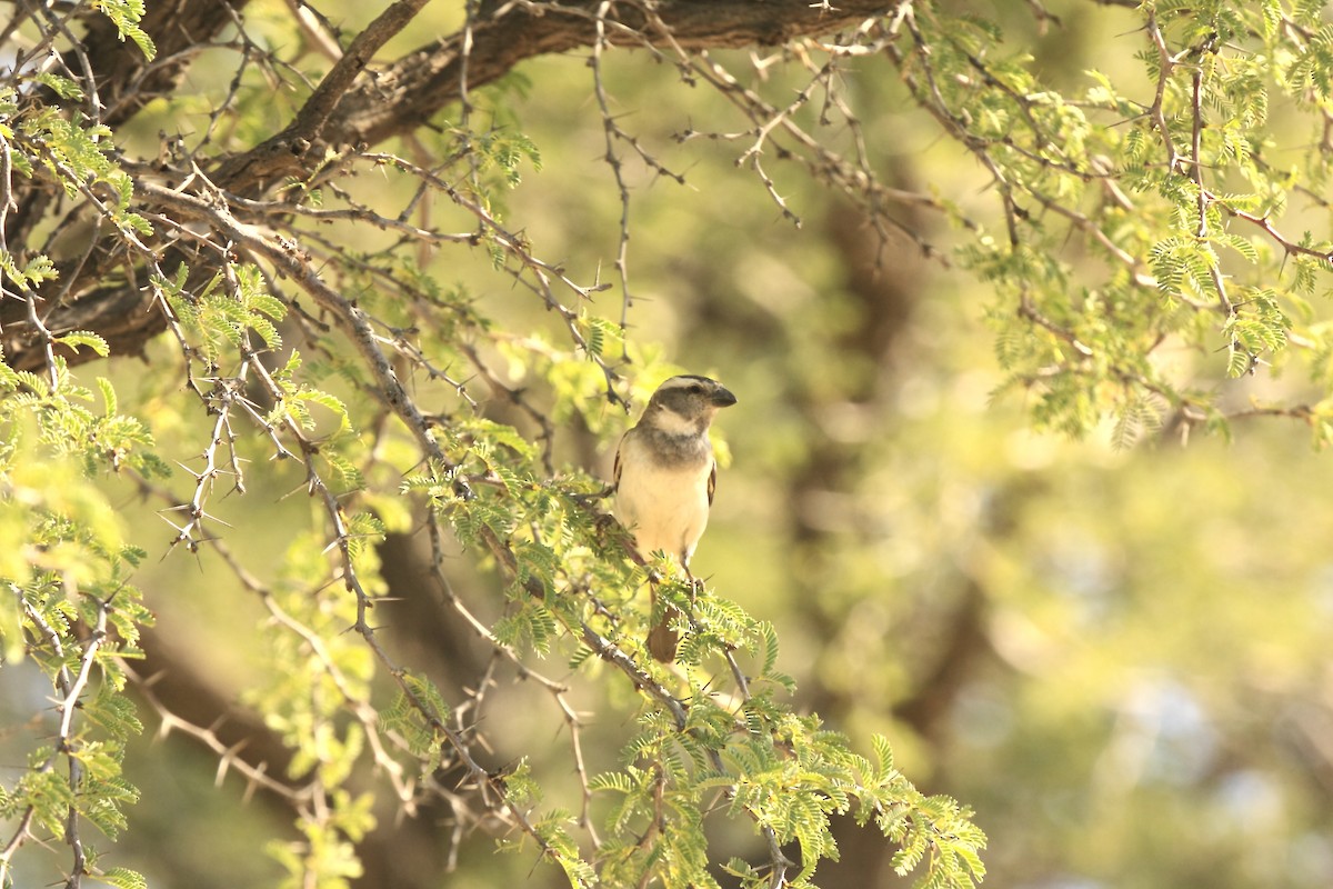 Great Rufous Sparrow - ML205824631