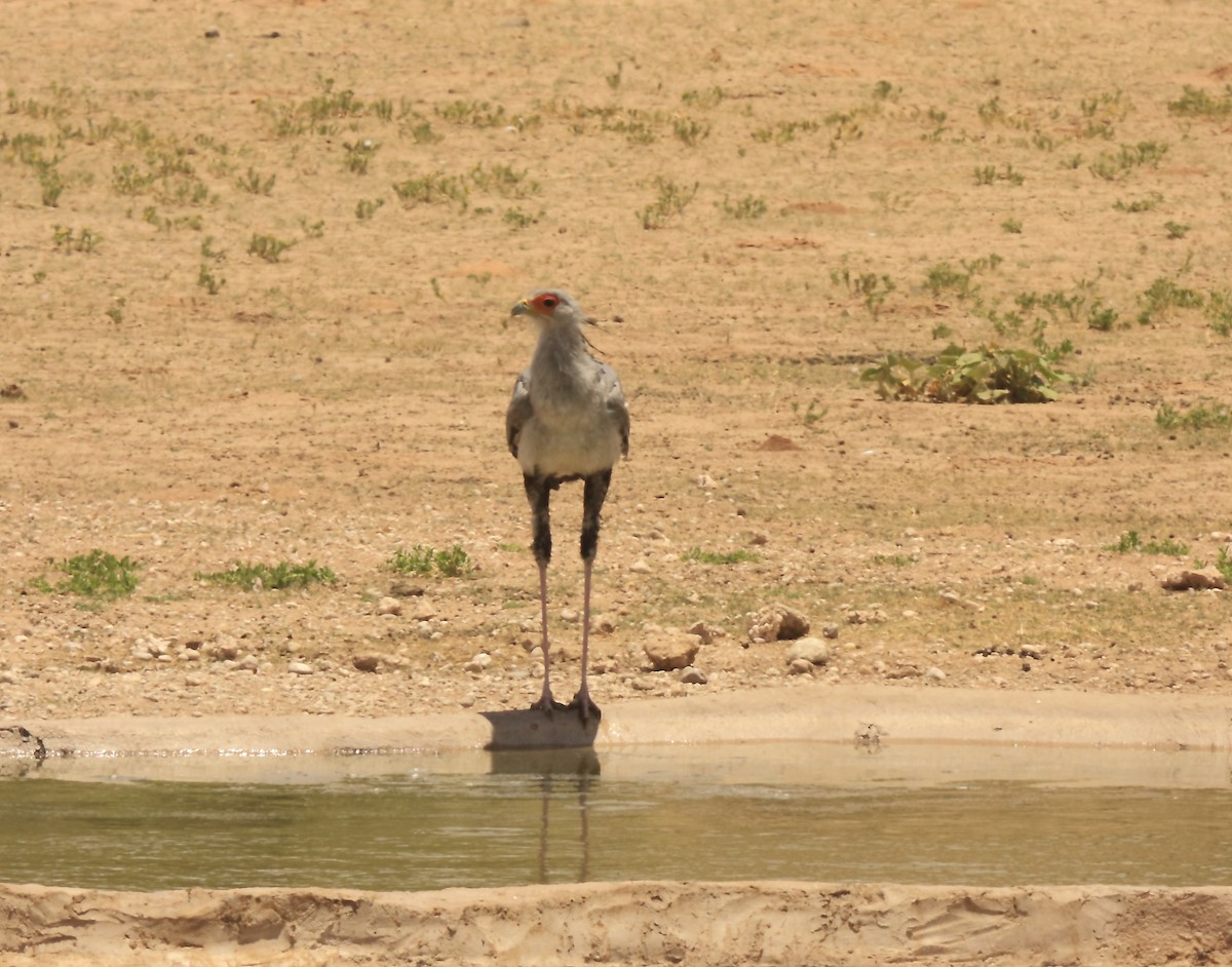 Secretarybird - ML205824841