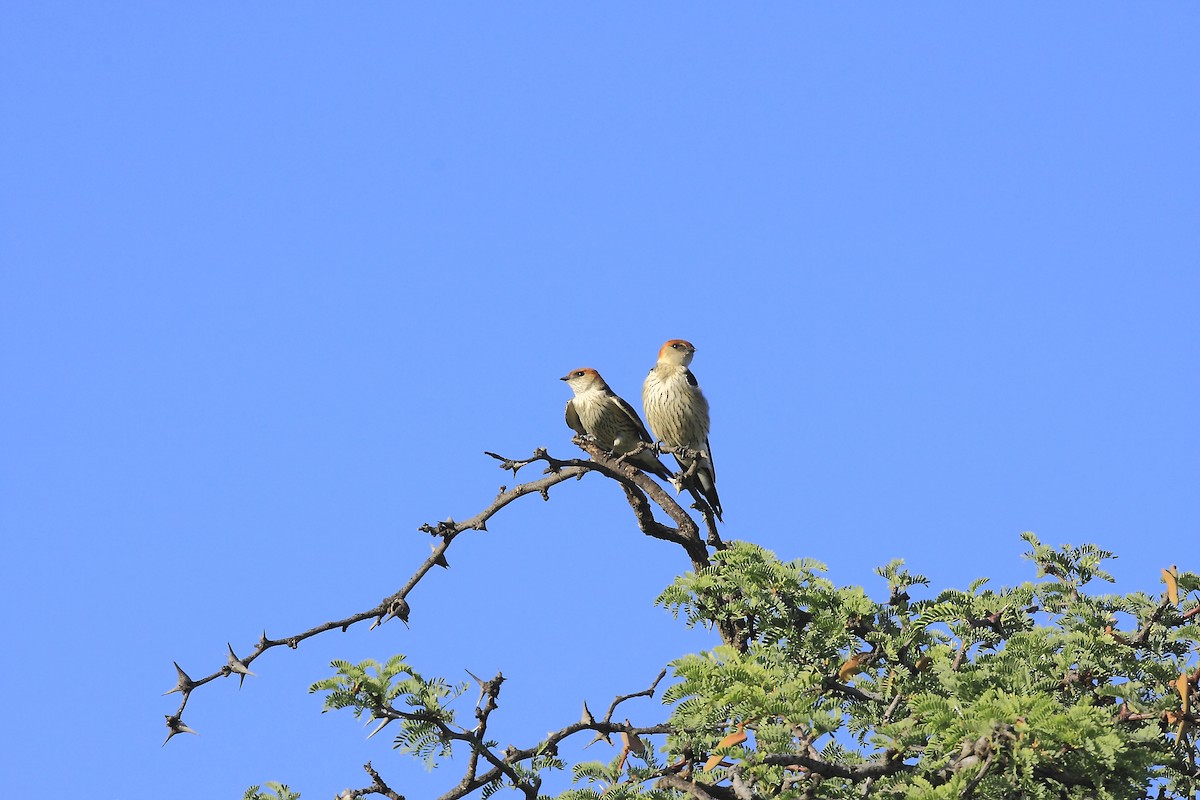 Greater Striped Swallow - ML205824911