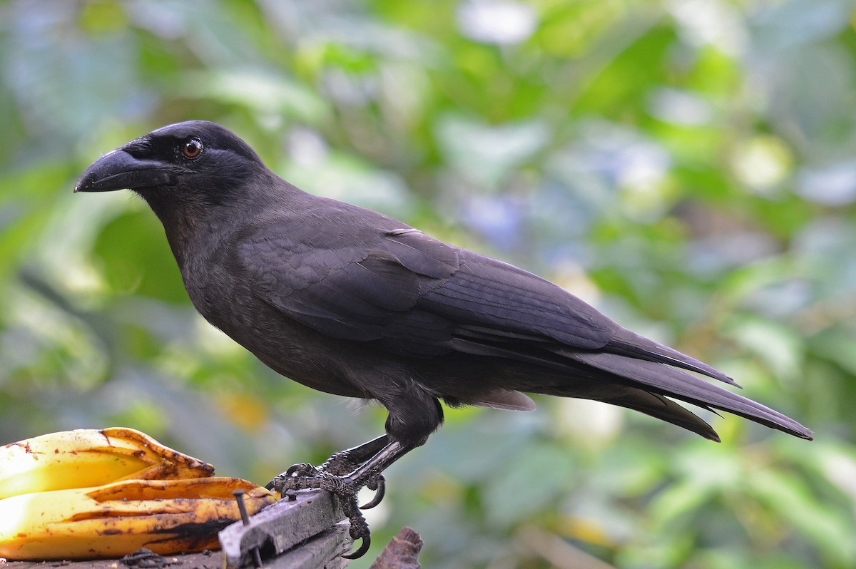 Jamaican Crow - ML205825231