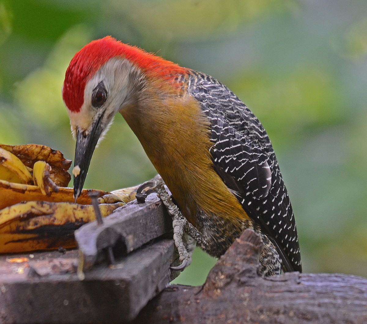 Jamaican Woodpecker - Ken Simonite