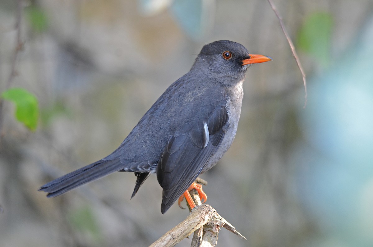 White-chinned Thrush - ML205825291