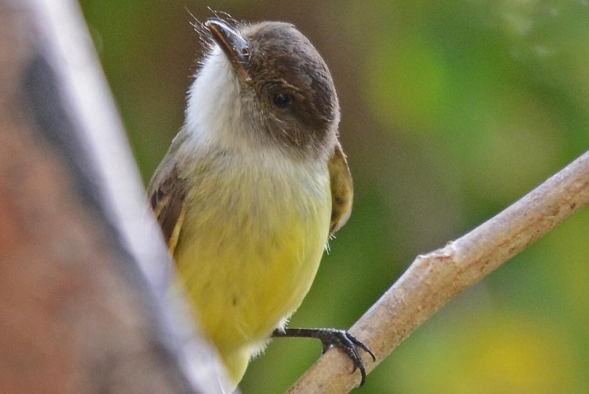 Sad Flycatcher - Ken Simonite