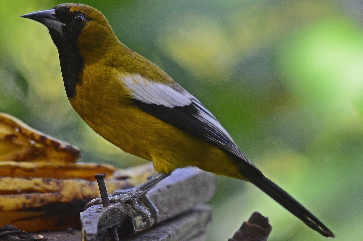 Jamaican Oriole - ML205825381