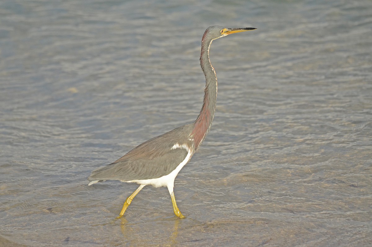 Tricolored Heron - ML205825541