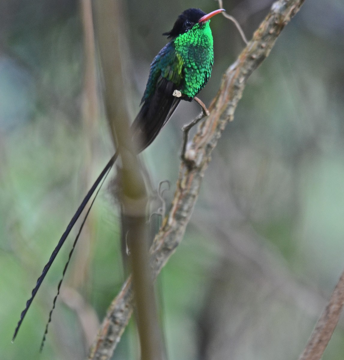 kolibřík červenozobý - ML205825601