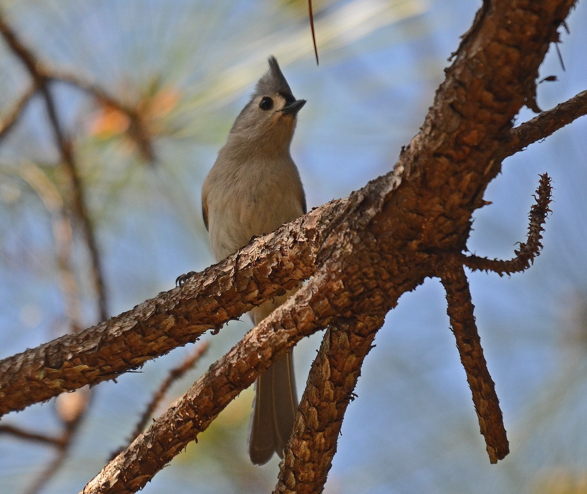 Mésange bicolore - ML205825651