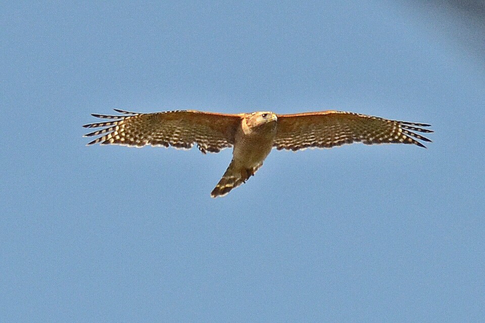 Red-shouldered Hawk - ML205825661