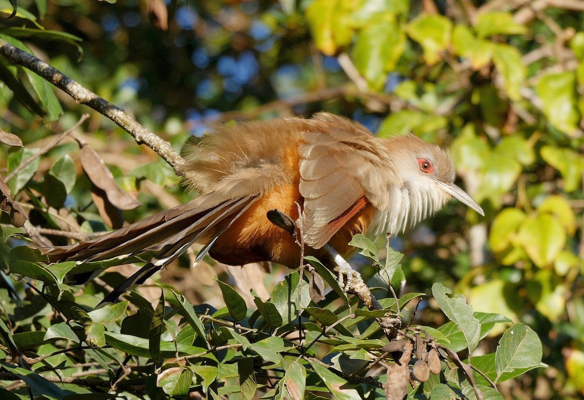 Great Lizard-Cuckoo (Cuban) - ML205825971