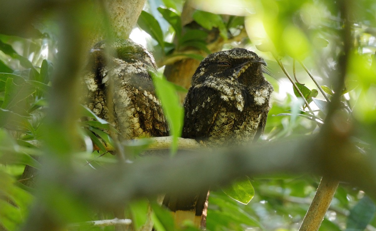 Cuban Nightjar - ML205826001