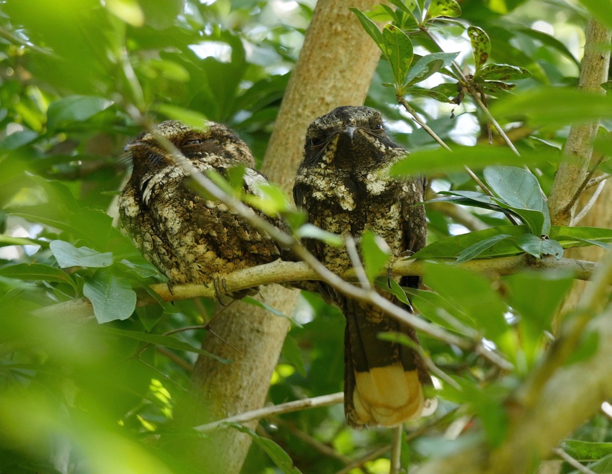 Cuban Nightjar - ML205826011