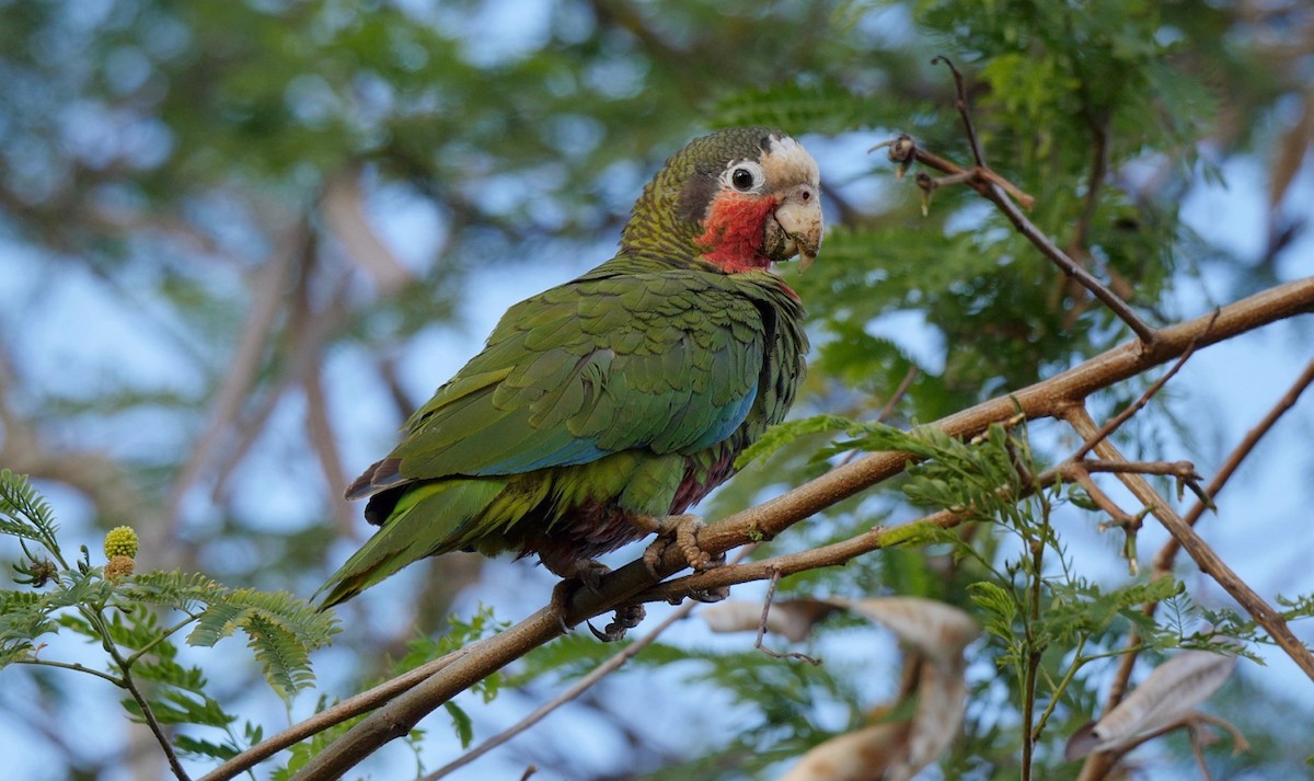 Cuban Parrot (Cuban) - ML205826071