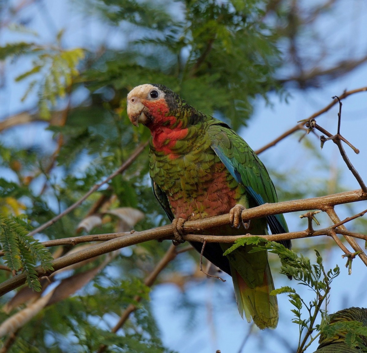 Cuban Parrot (Cuban) - ML205826081