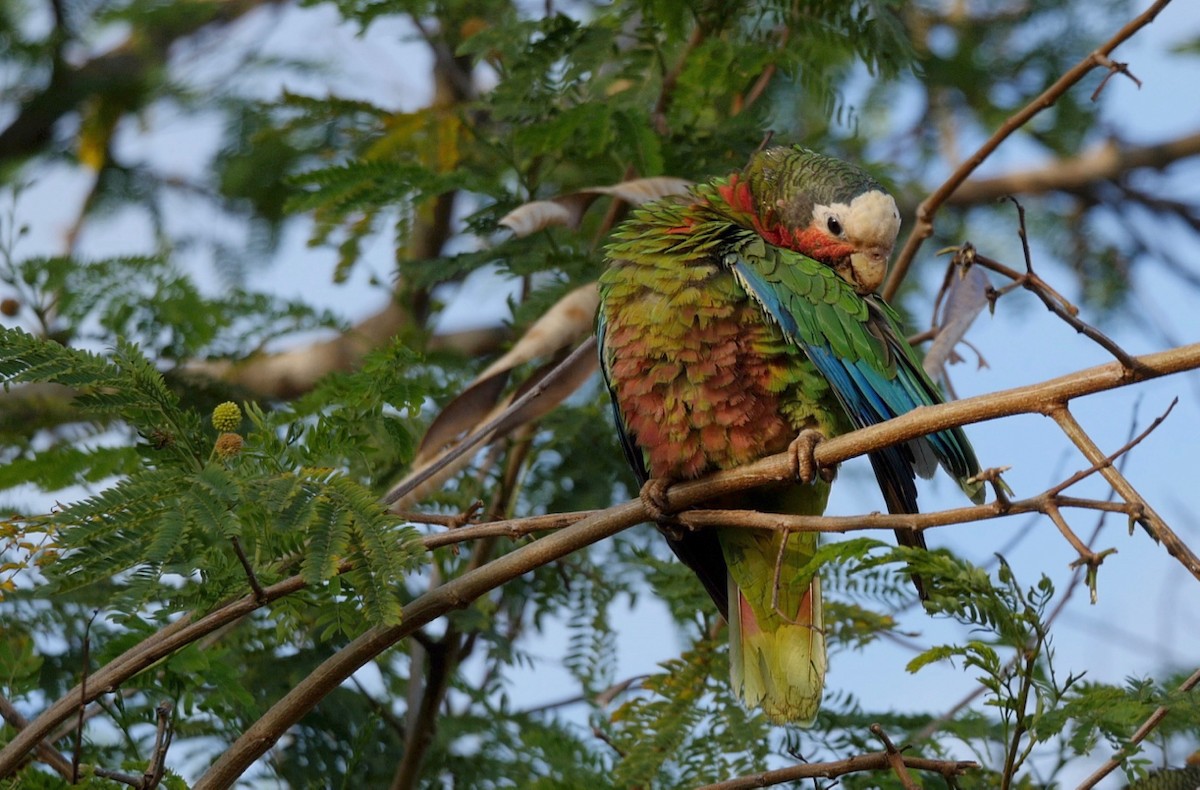 kubaamazon (leucocephala) - ML205826091