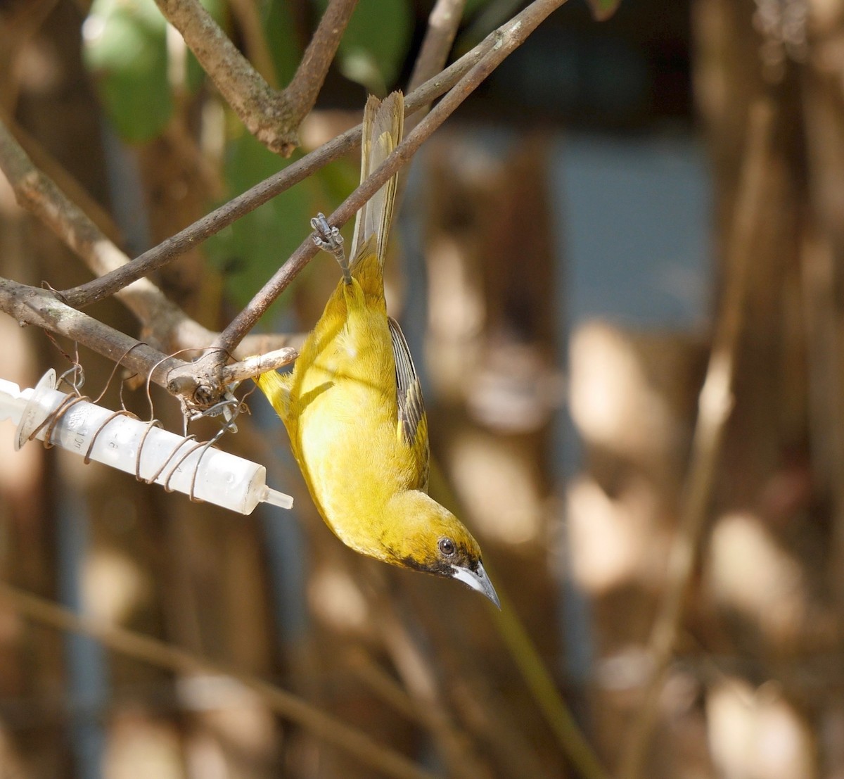 Cuban Oriole - ML205826231