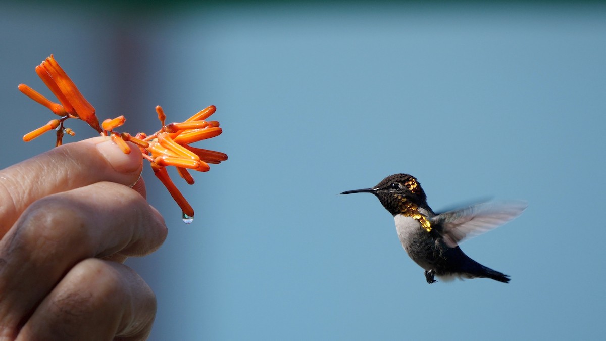 Bee Hummingbird - ML205826261