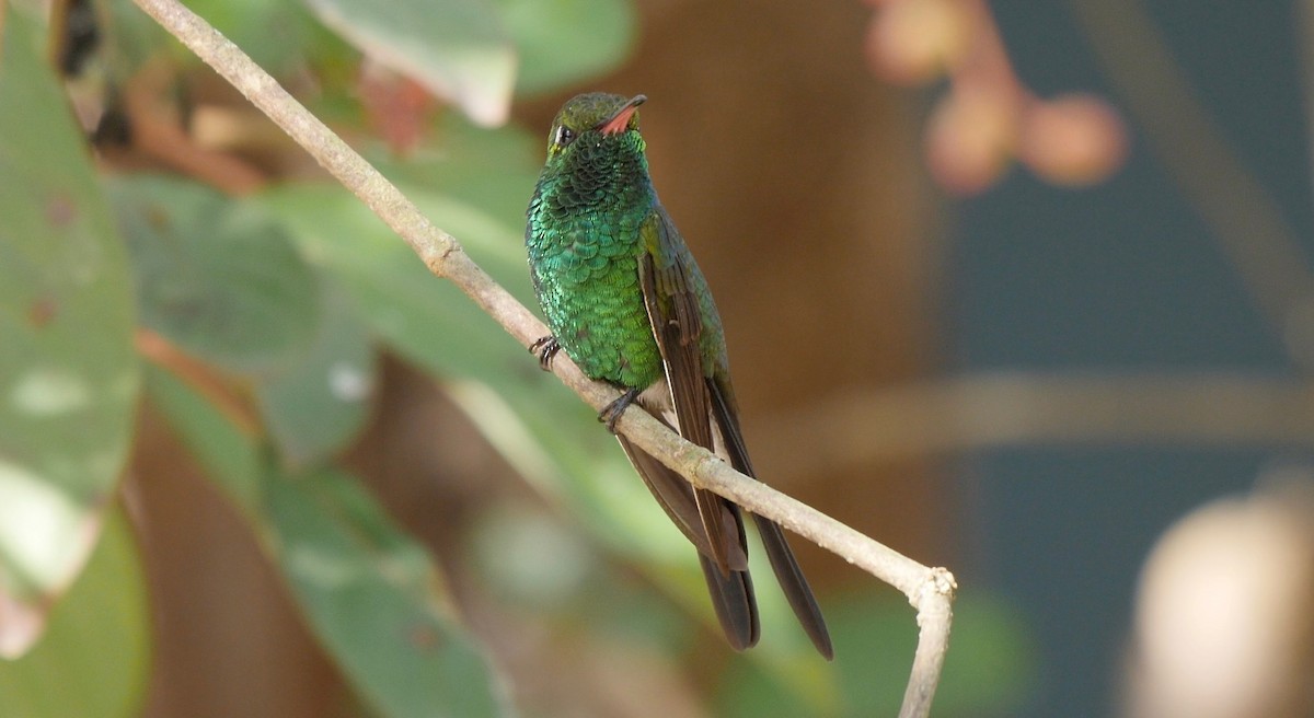 Cuban Emerald - Greg Baker