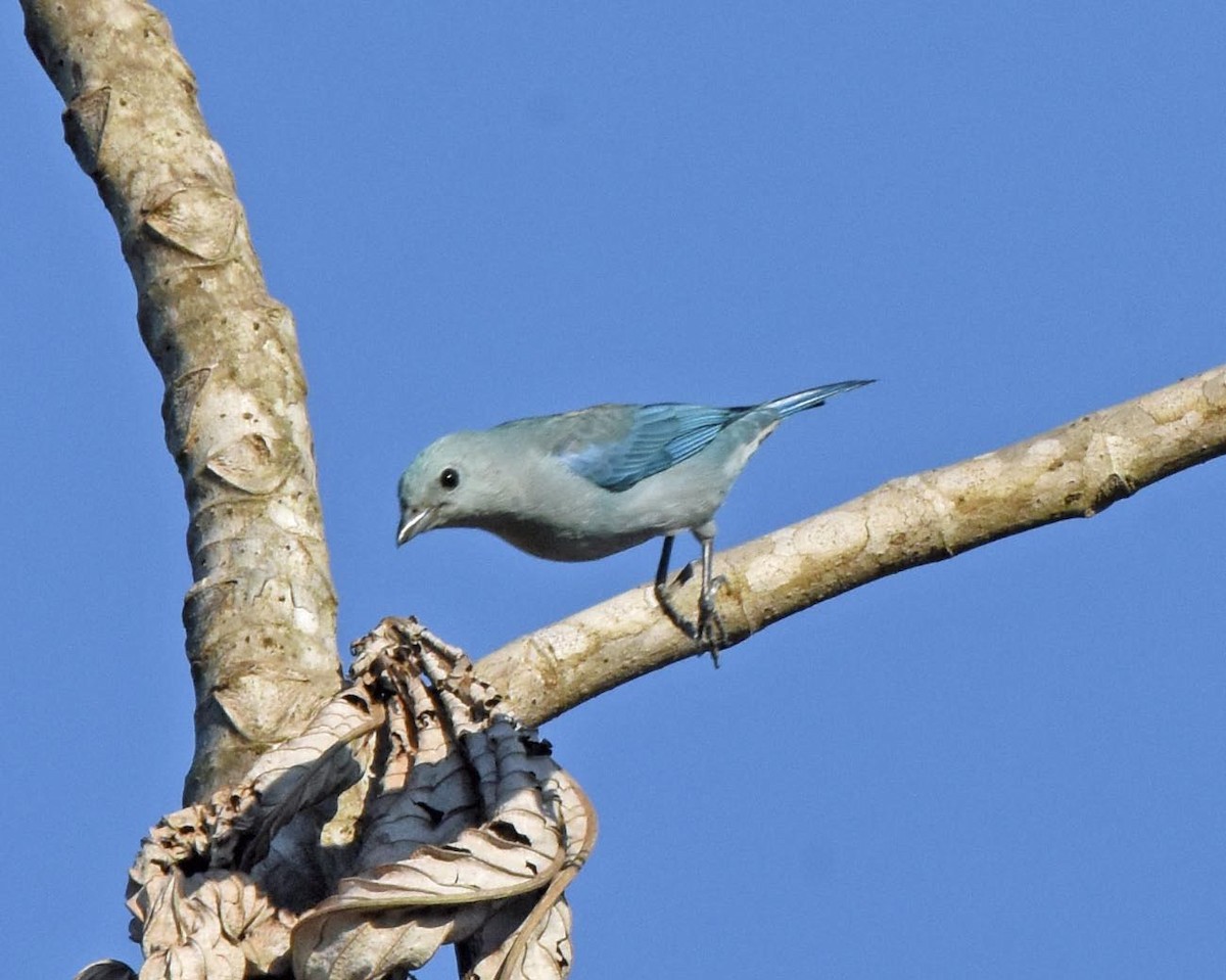 Sayaca Tanager - ML205827041