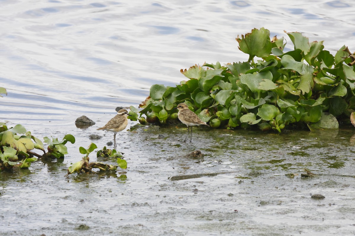 Kittlitz's Plover - ML205827091