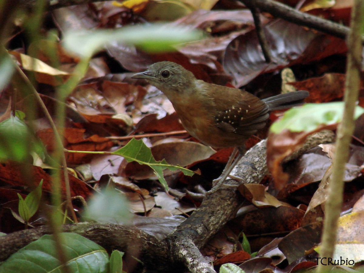 Black-throated Antbird - ML205827221
