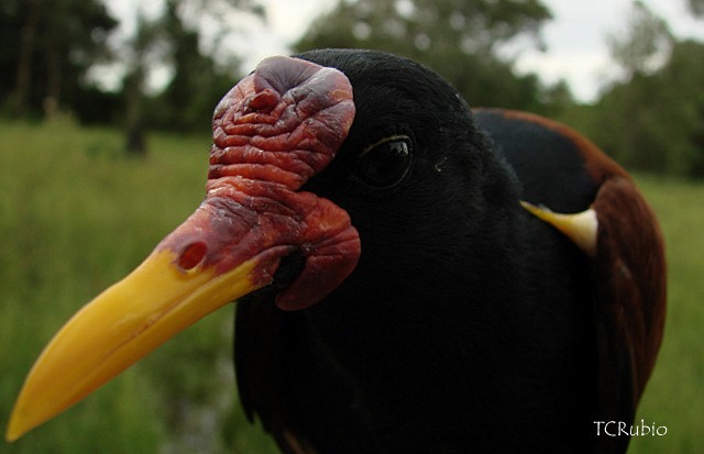 Wattled Jacana - ML205827291