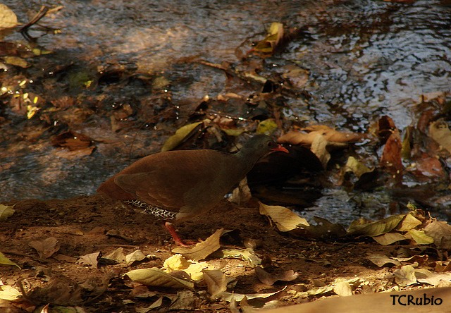 Small-billed Tinamou - ML205827301