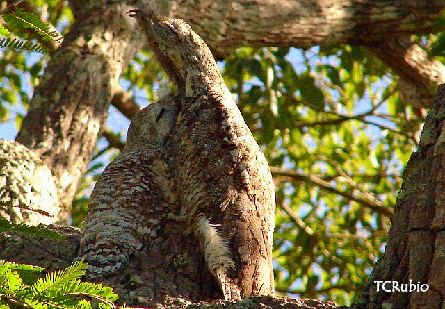 Great Potoo - Tatiana Rubio