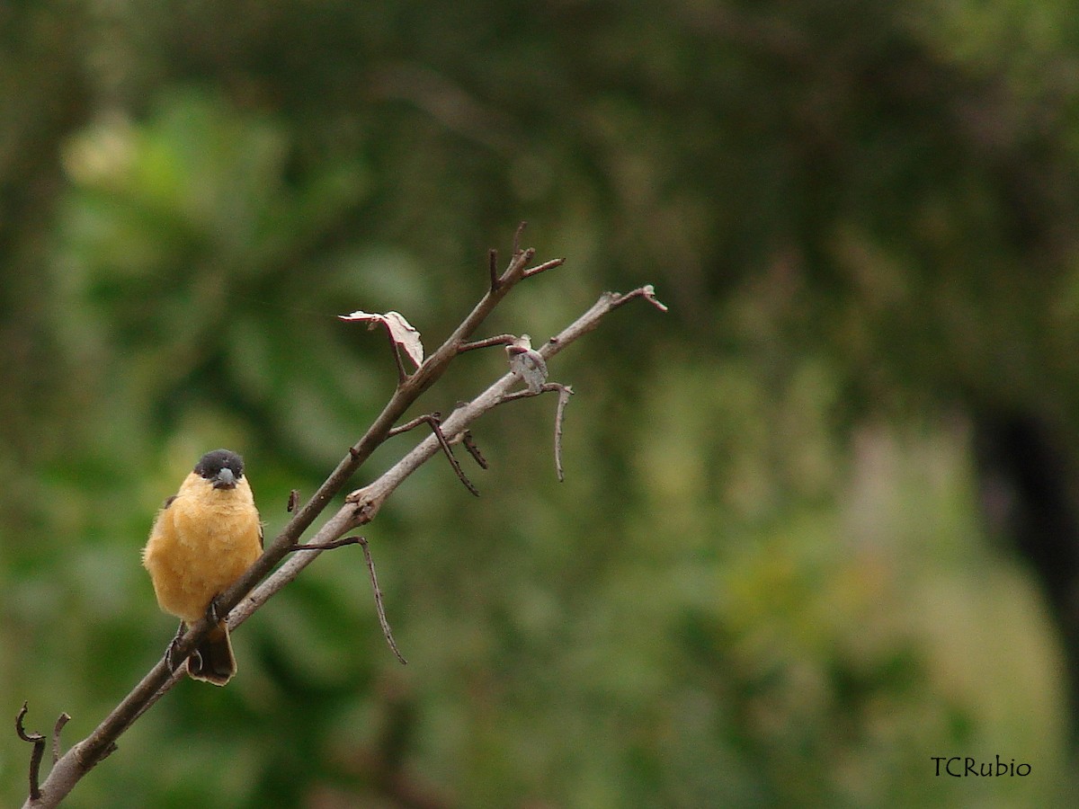 Black-and-tawny Seedeater - ML205827341