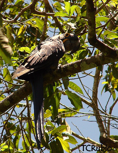 Hyacinth Macaw - ML205827361