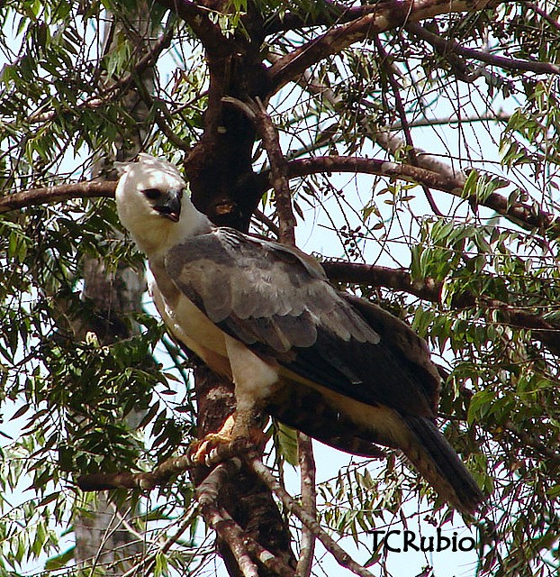 Harpy Eagle - ML205827371