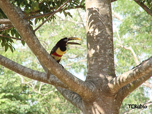Chestnut-eared Aracari - ML205827381