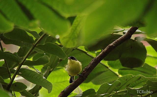 Common Tody-Flycatcher (cinereum Group) - ML205827391