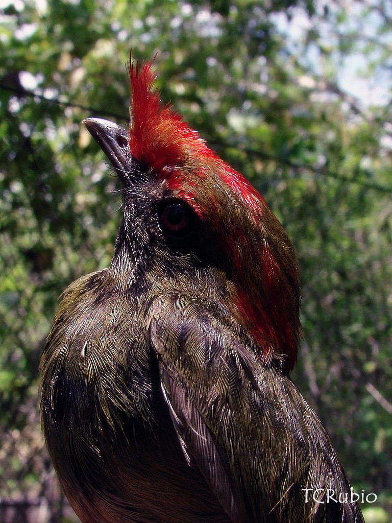 Manakin casqué - ML205827401