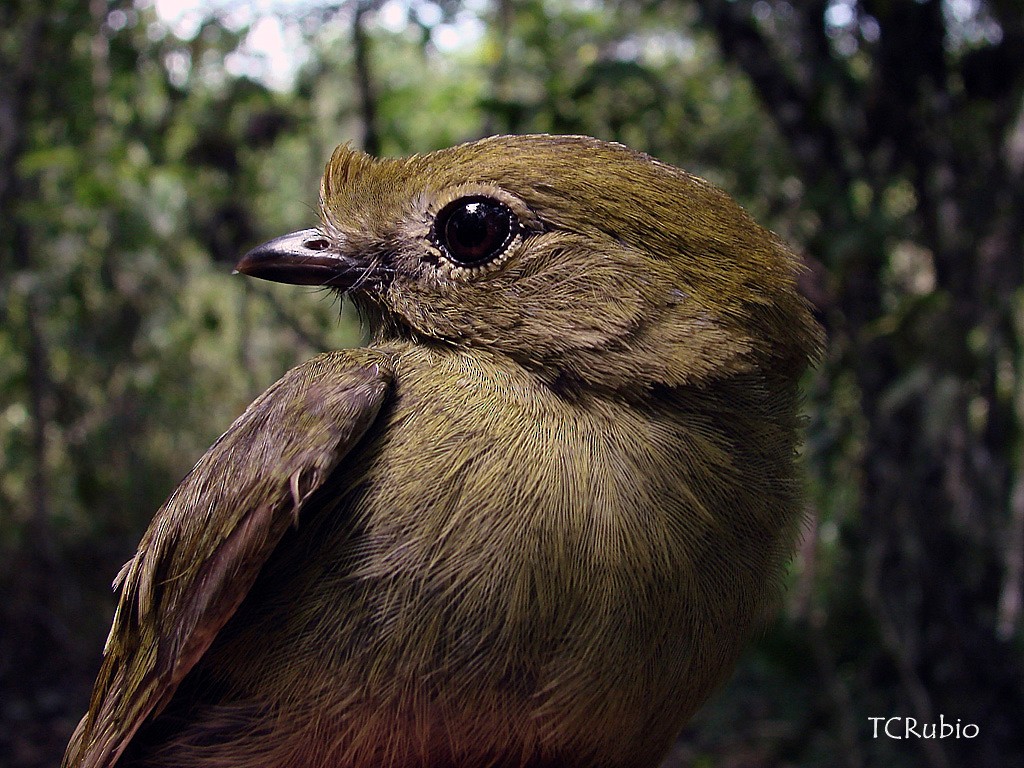 Helmeted Manakin - ML205827411