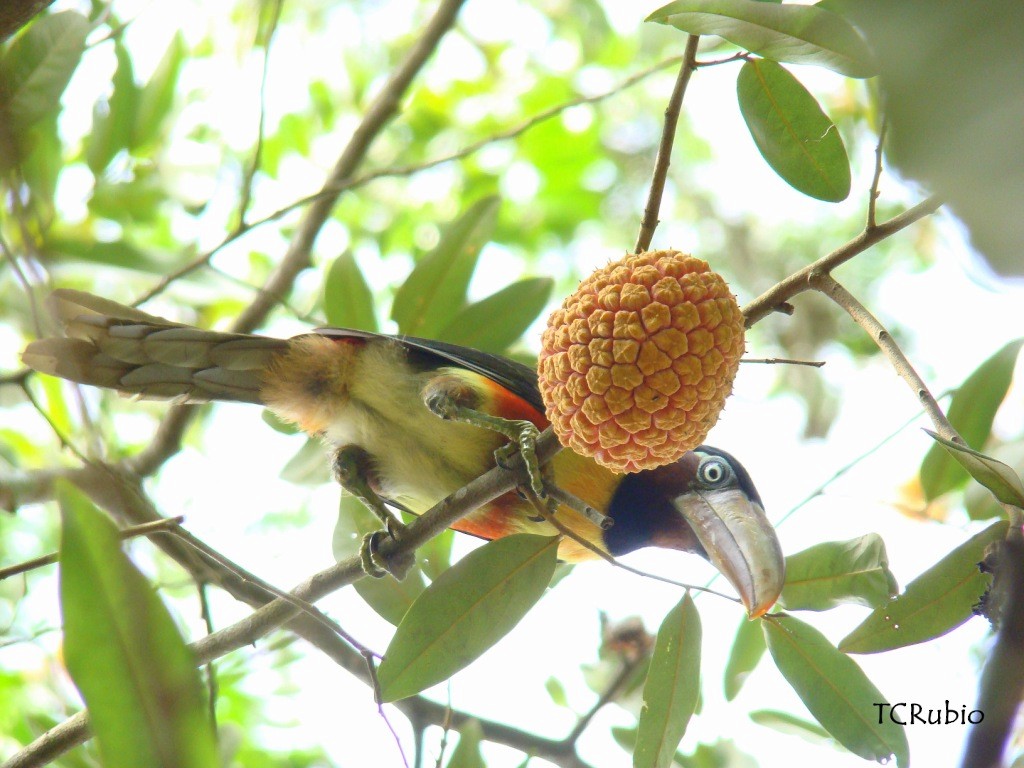 Chestnut-eared Aracari - ML205827431