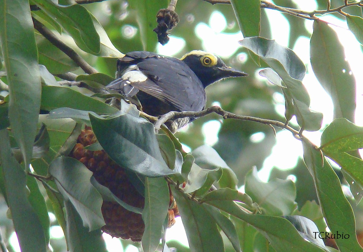 Pic à chevron d'or - ML205827441