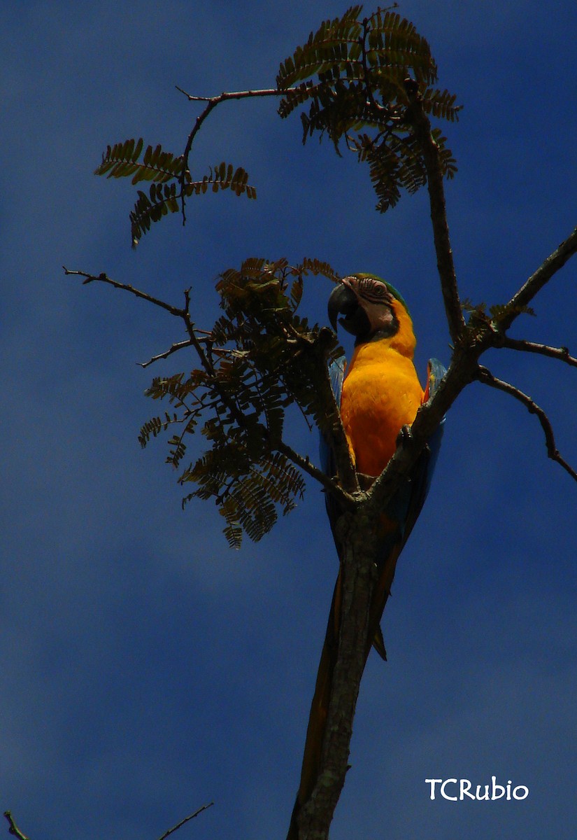 Blue-and-yellow Macaw - ML205827491