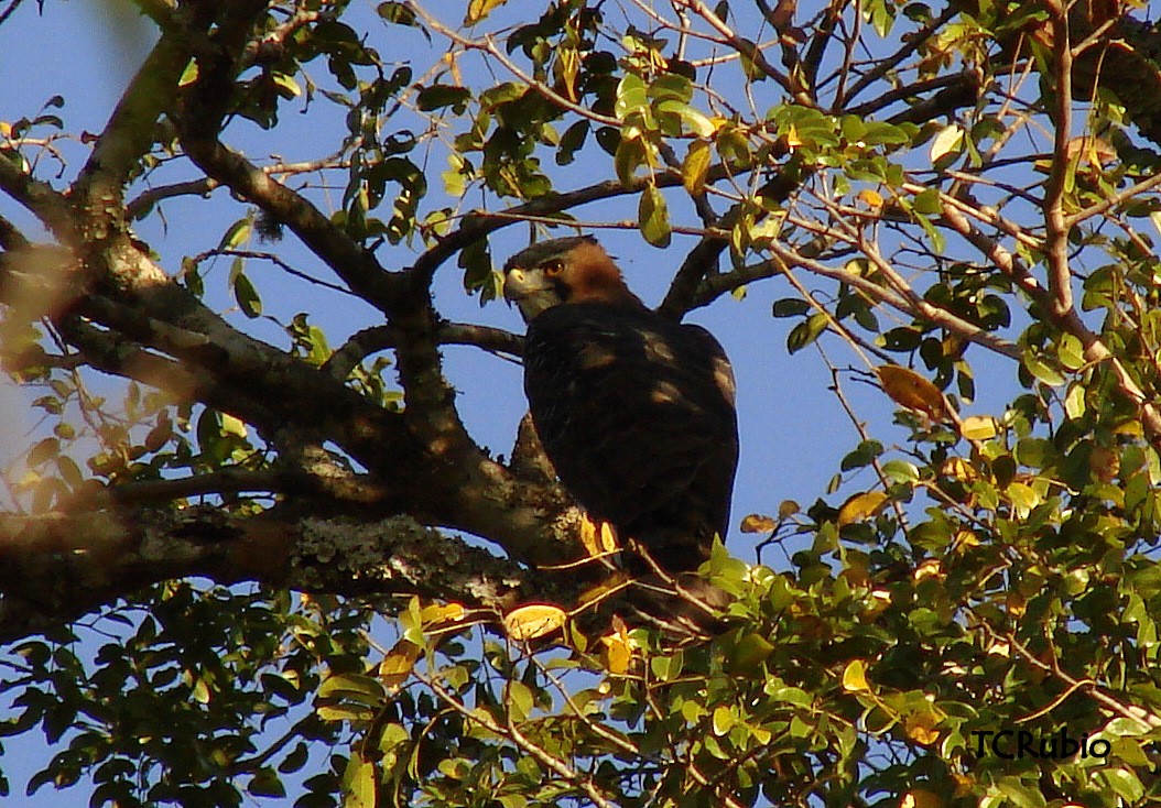 Ornate Hawk-Eagle - Tatiana Rubio