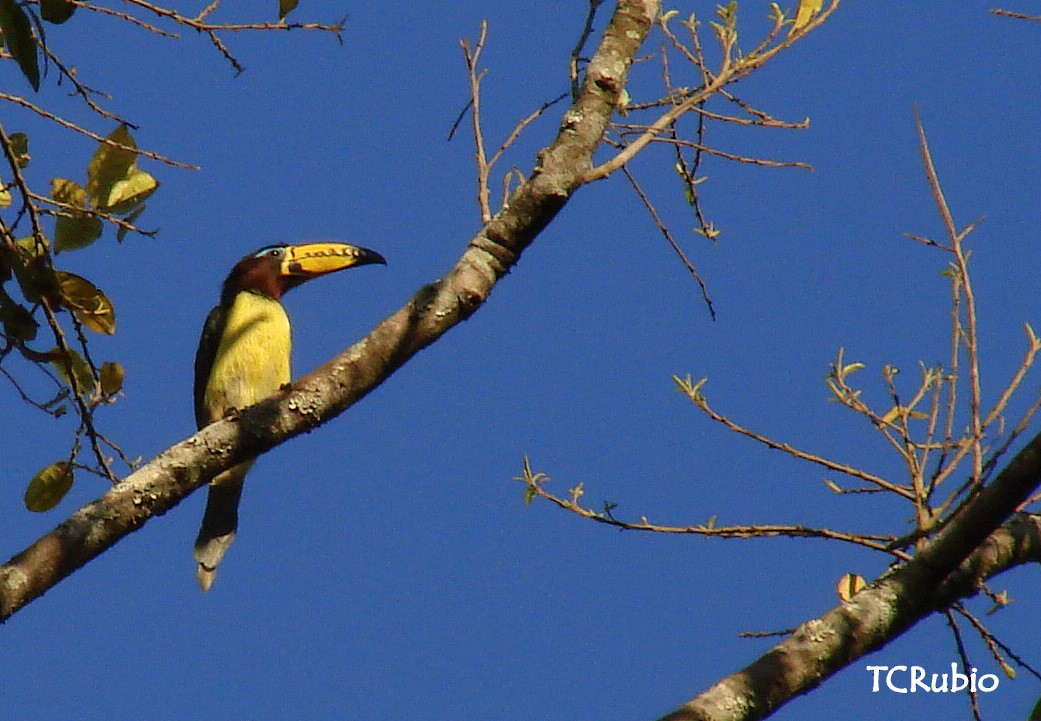 Lettered Aracari - ML205827511