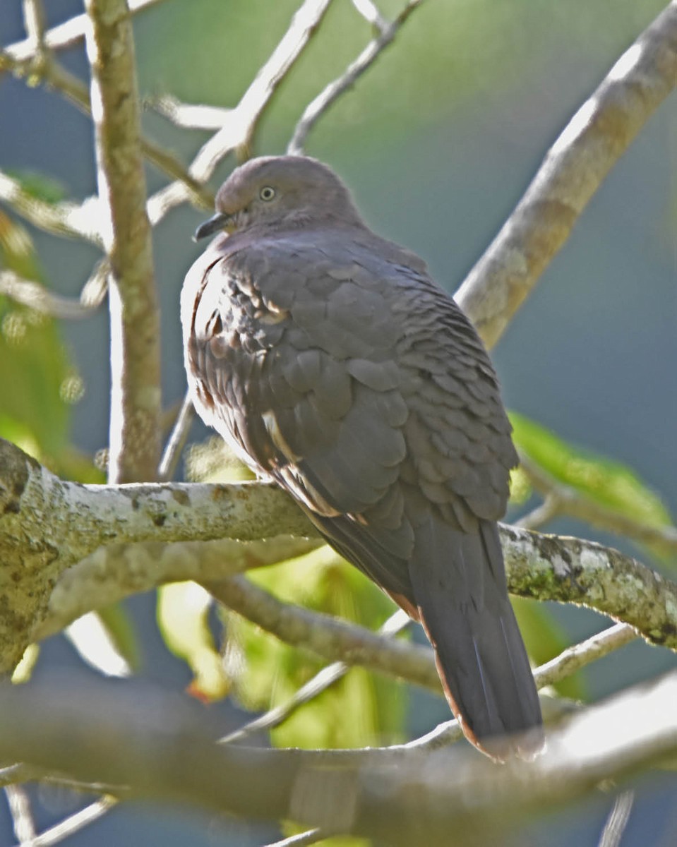 Plumbeous Pigeon - ML205828401