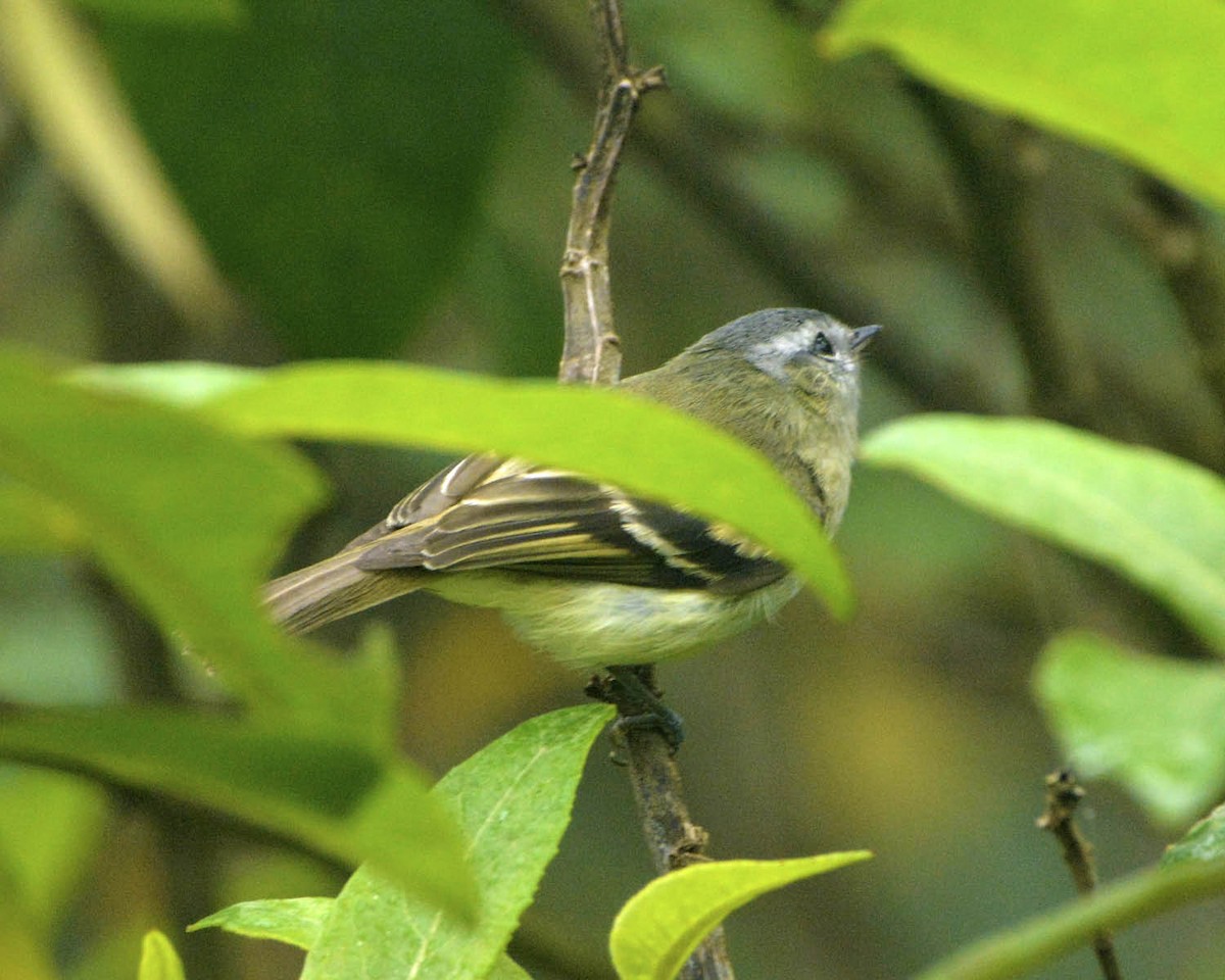 Buff-banded Tyrannulet - ML205828541