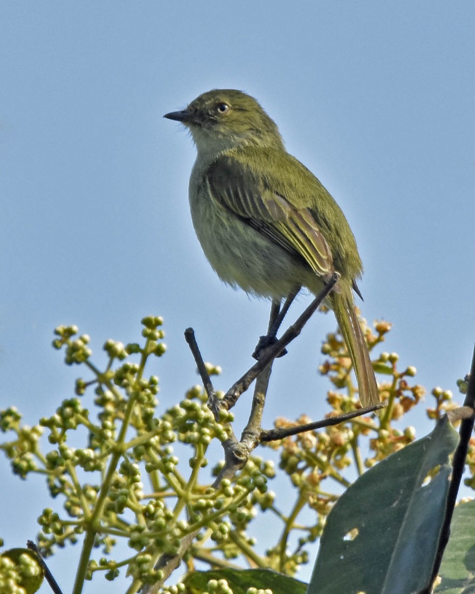 Bolivian Tyrannulet - ML205828611