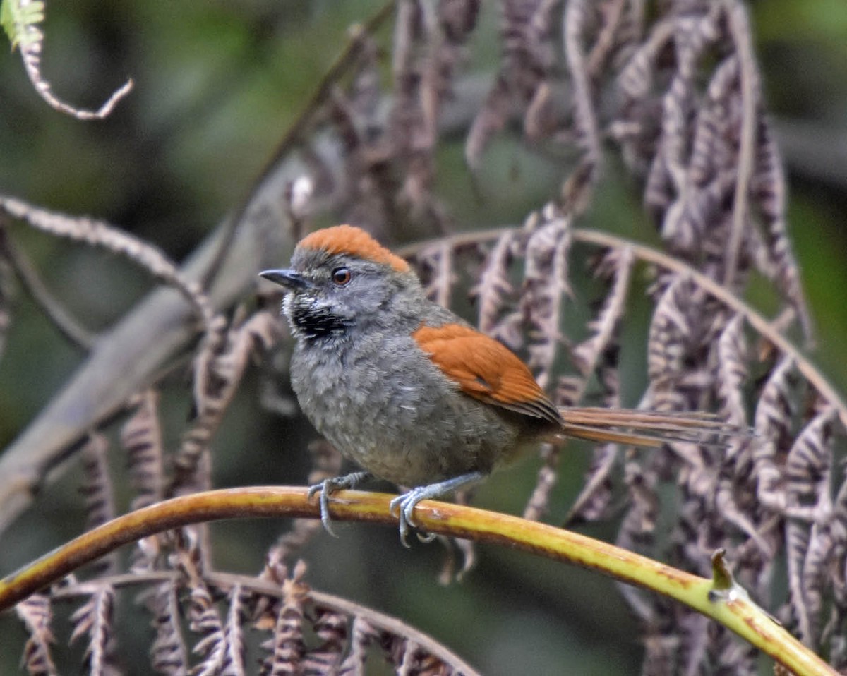 Azara's Spinetail - ML205828631